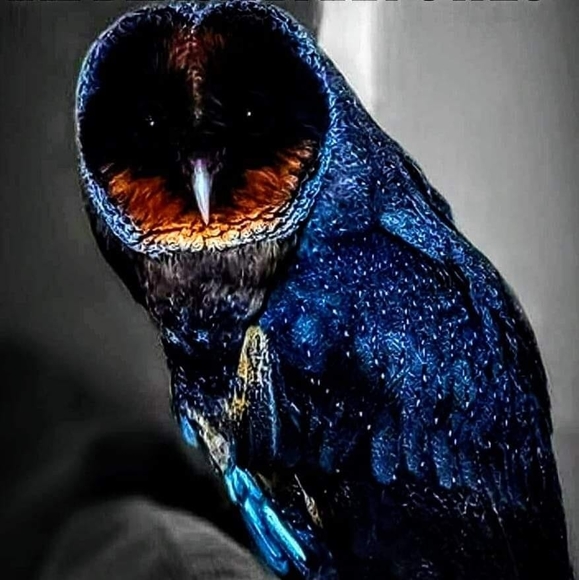 jb_cardinal